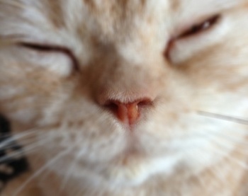 猫鼻.jpg